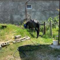 Лошадь, в Махачкале