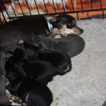 МАЛЫШКИ ТОЙЧИКИ, в Москве