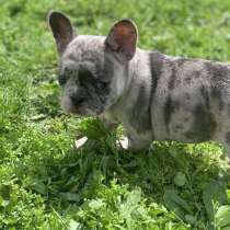 French bulldog, в г.Waanrode