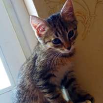 Котенок, в Москве