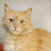 Чудесная Милена в поисках верного друга, в Москве