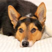 Малышка Лиса-Алиса в дар, в Москве