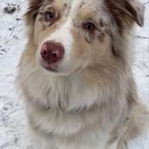 Выгул собак!!!, в Москве