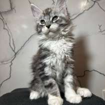 Котята Мейн-Кун, в Москве