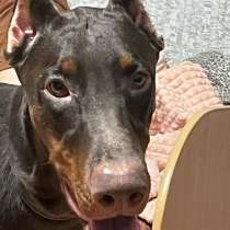 Доберман, в Ангарске