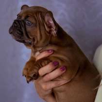 Щенки французского бульдога, в Москве