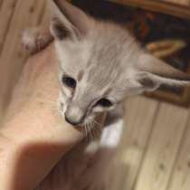 Продаётся балинезийский котёнок, в г.Брест