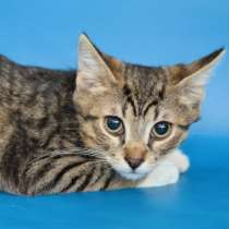 Отдам котёнка в добрые руки, в Москве