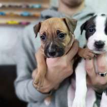 Щенки питбуля, в Лиски