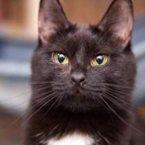 Элегантная Верона ищет надежного друга, в Москве