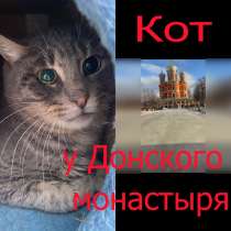 Жертва жестокого обращения котик Гера ищет дом, в Москве