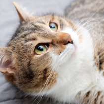 Прекрасный Арамис желает обрести друга, в Москве