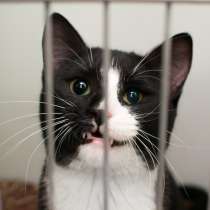 Домашний кот Аристотель, в Москве