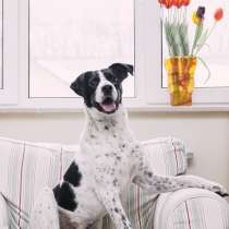 Маленькие породы собак для квартиры недорогие нелиняющие спокойные
