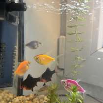 Продам аквариум 20л. с рыбками барбус, тернеция, в Краснодаре