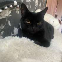 Кошка в добрые руки, в Санкт-Петербурге