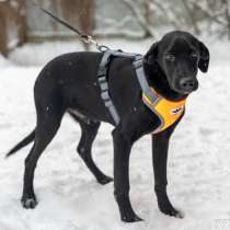 Отдам собаку, в Москве