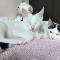 Котята в Вене, Австрия. с документами, в г.Вена