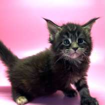 Котята Мейн Кун полидакт, в Краснодаре