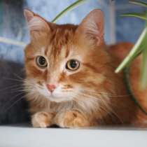 Огненно-рыжий красавец кот Филимон в добрые руки, в Москве