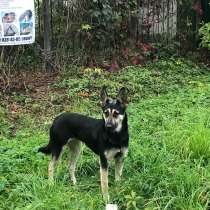 Альма, метис овчарки, 1 год, предпочтительно в вольер, в Москве