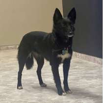 Пропала маленькая черная собачка Симона, в Москве