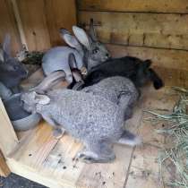 Кролики, в г.Луганск