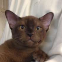 Продам замечательного котика, в Санкт-Петербурге