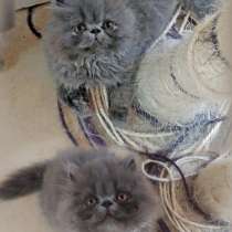 Продаются персидские котята, в г.Хайфа