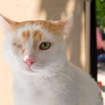 Кот Аскер хочет сделать вас счастливым, в Москве