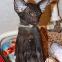 Ориентальная кошка, в Санкт-Петербурге