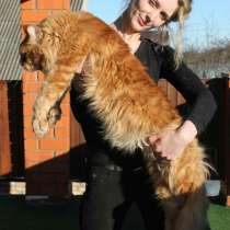Питомник Lakshestar предлагает котенка мейн кун мальчика, в Москве