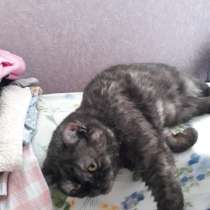 Кошка Моника ищет дом, в Краснодаре