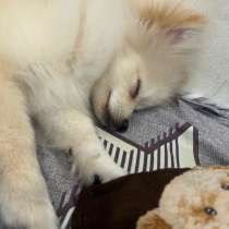 Померанский шпиц, в Каменске-Уральском