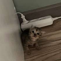 Котенок, в Анапе