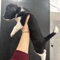 Щенки в добрые руки, в Азове