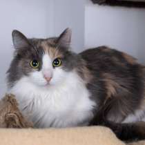 Пушистая трехцветная кошка-красавица Филадельфия в дар, в Москве