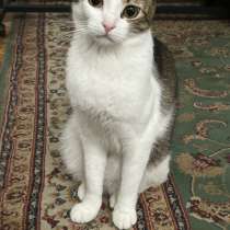 Отдам кота в хорошие руки, в Нижневартовске