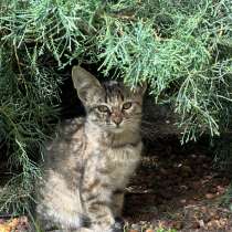 Отдам серенького котенка в добрый руки, в Самаре