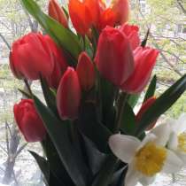 Тюльпаны цветы к празднику нарциссы, в Ростове-на-Дону