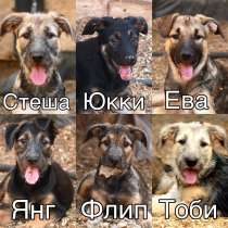 Шесть щенков (три мальчика и три девочки) ищут дом, в Видном