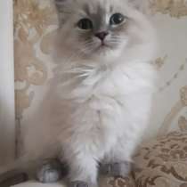 Возьму или куплю кота Сибирской породы, в Биробиджане