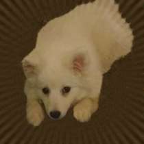 Японский шпиц. Шикарный щенок, в Екатеринбурге