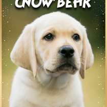 High quality Labrador Retriever puppies, в г.Париж