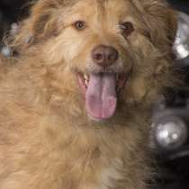 Кудряш - мальчик 3 года, в дар, в Москве