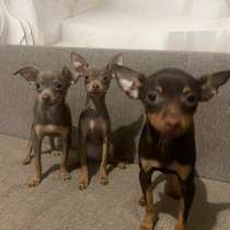 Щенки той терьера, в Дедовске