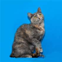 Отдам даром Трехцветная Элеонора &ndash; в дар!, в Москве