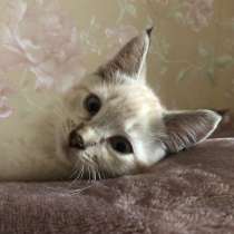 Котенок ищет дом, в Ярославле
