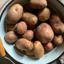 Каартофель из ямы, в Сыктывкаре