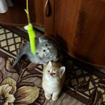 Отдам в добрые руки, в Воскресенске